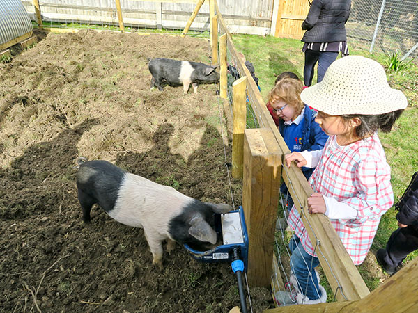 The pigs are back in town, at the school, anyway